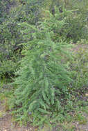 Image of American Larch