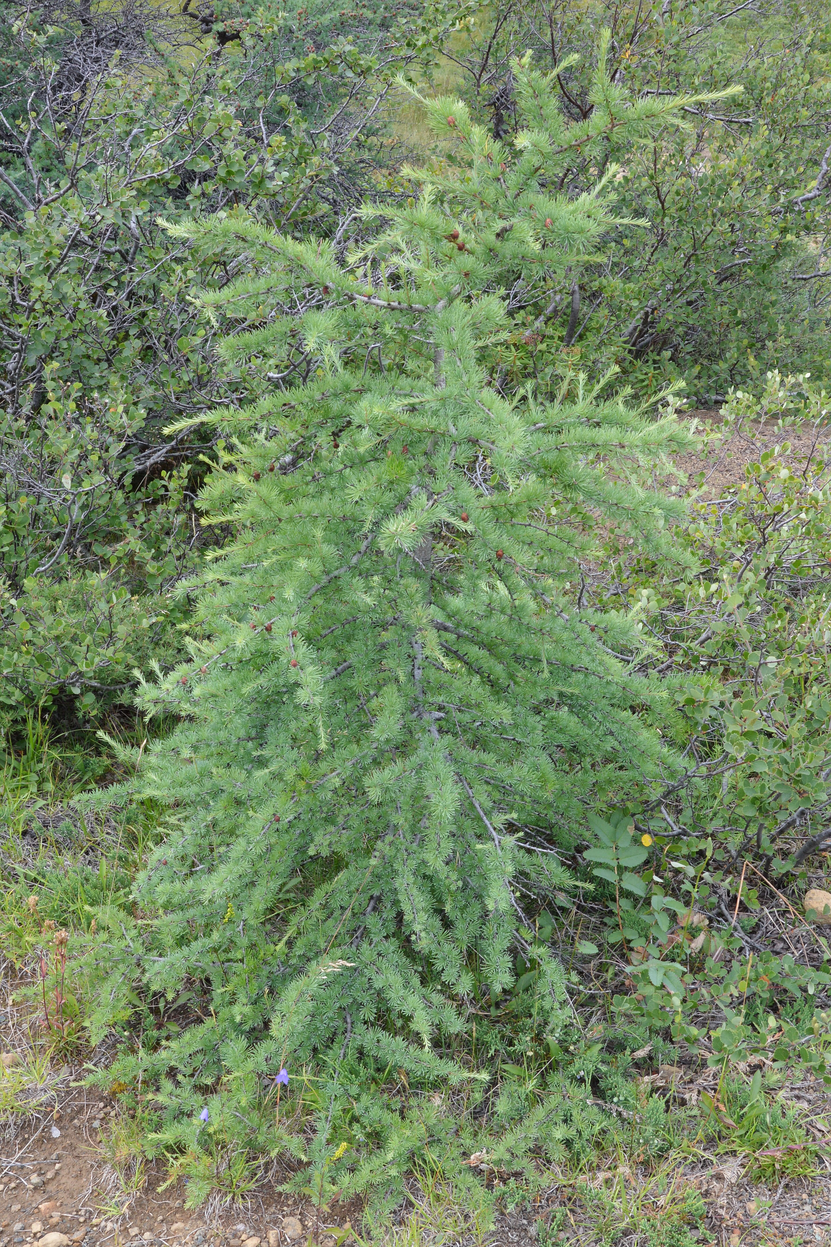 Image of American Larch