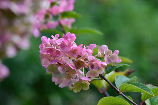 Image of panicled hydrangea