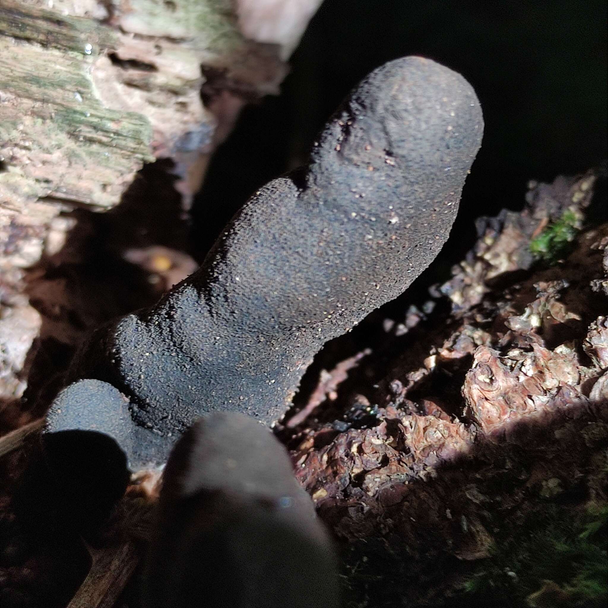 Imagem de Xylaria polymorpha (Pers.) Grev. 1824