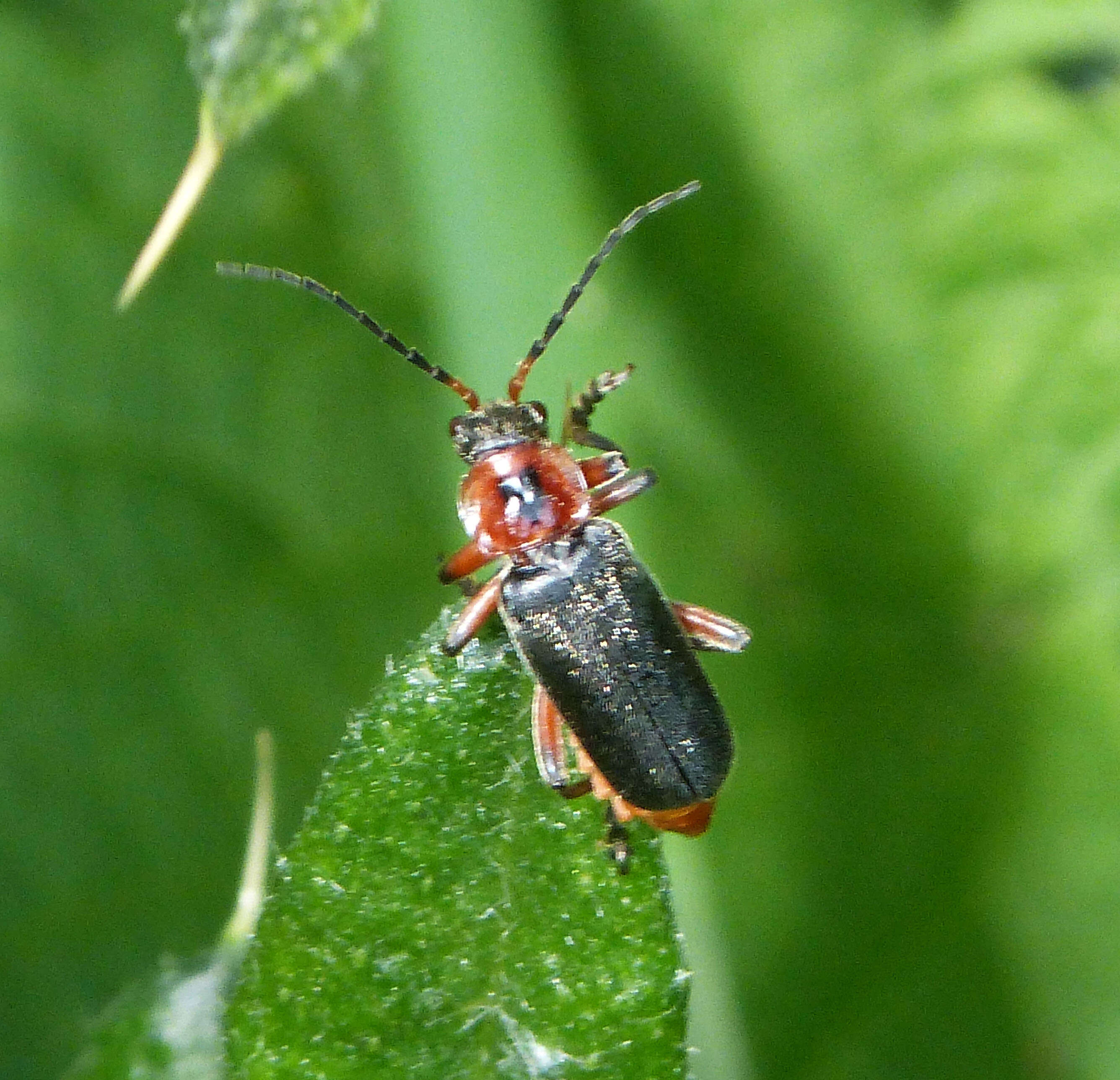 Image of Cantharis rustica