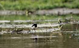 Image of White-browed Wagtail