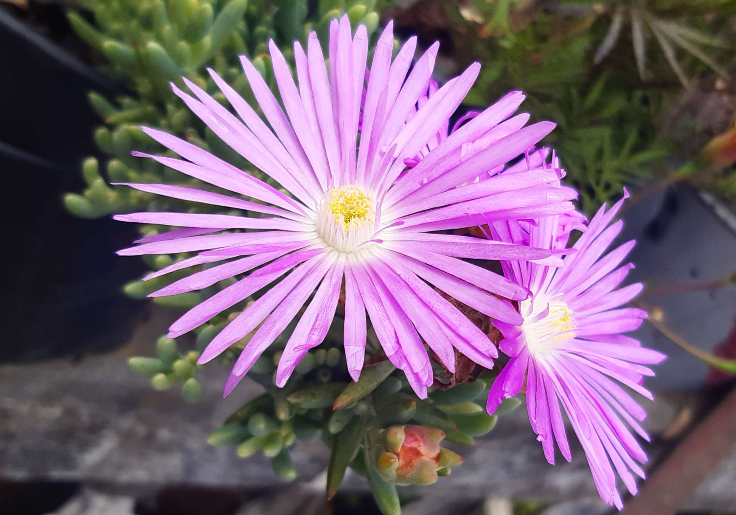 Image of Cleretum bellidiforme (Burman fil.) G. D. Rowley