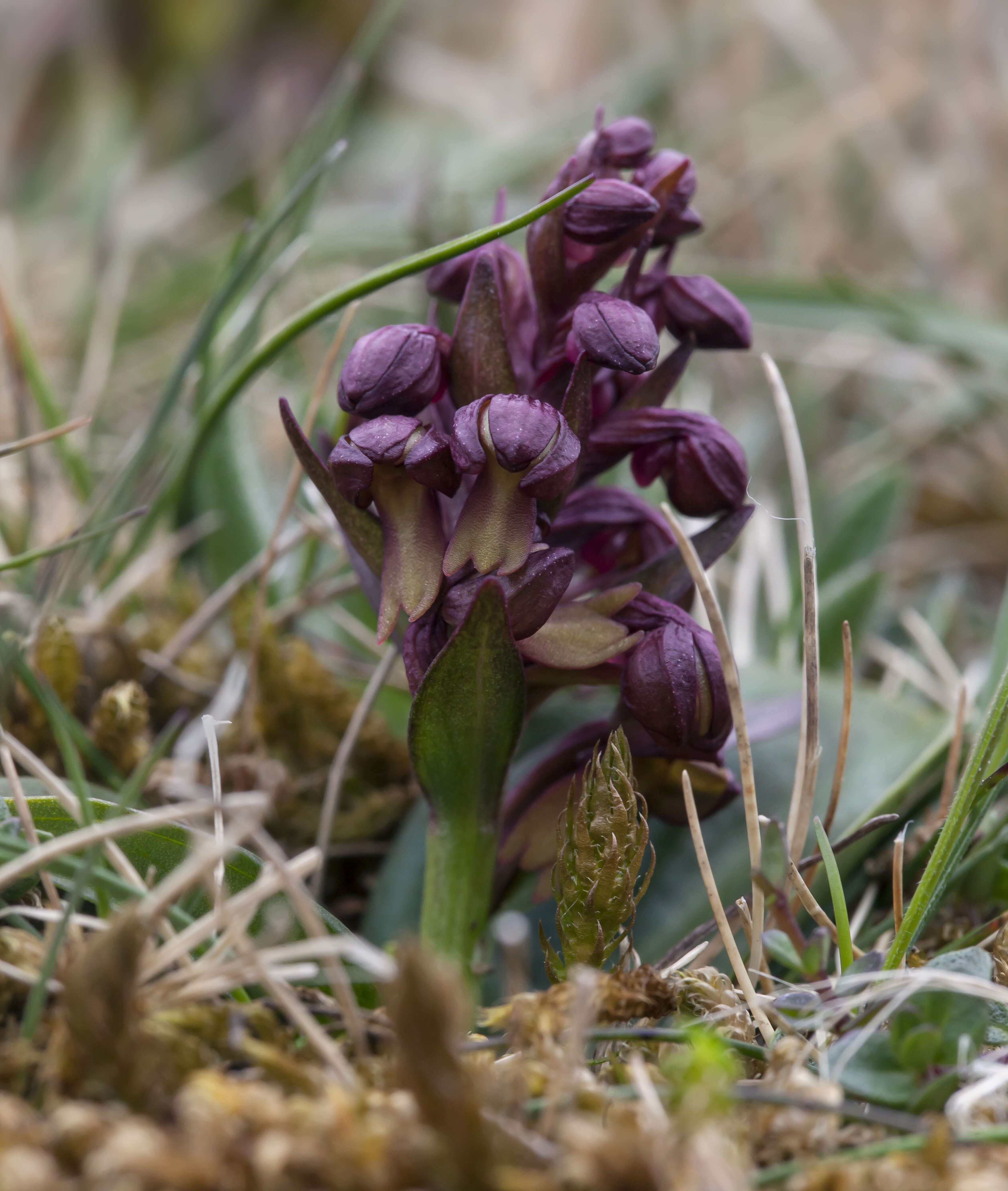 Plancia ëd Dactylorhiza viridis (L.) R. M. Bateman, Pridgeon & M. W. Chase