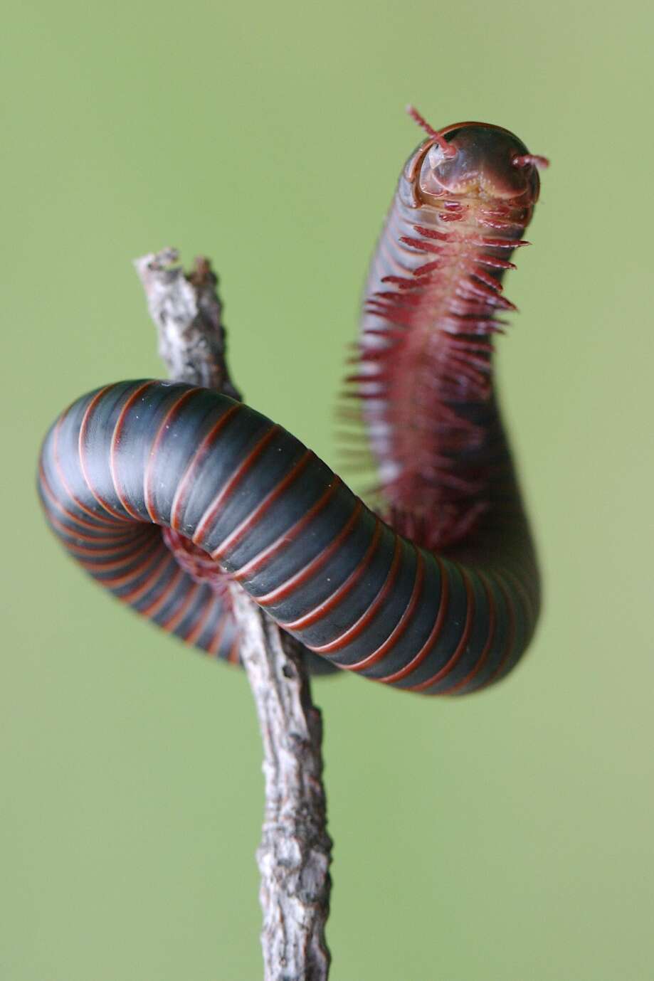 Image of American giant millipede