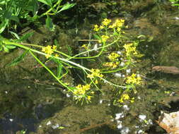 Image of Great Yellow-cress