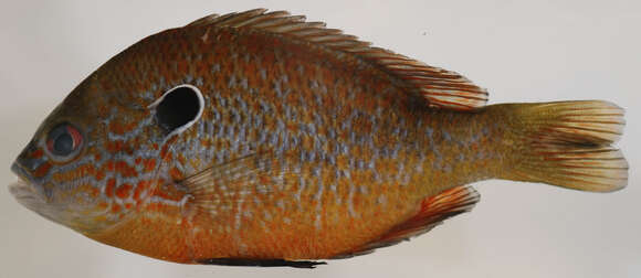 Image of Longear Sunfish