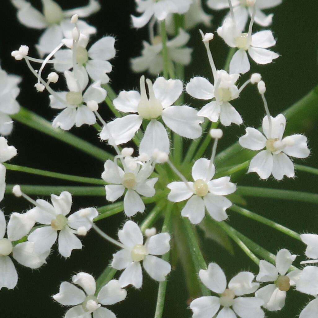 Image of Chaerophyllum hirsutum L.