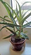 Image of candelabra aloe