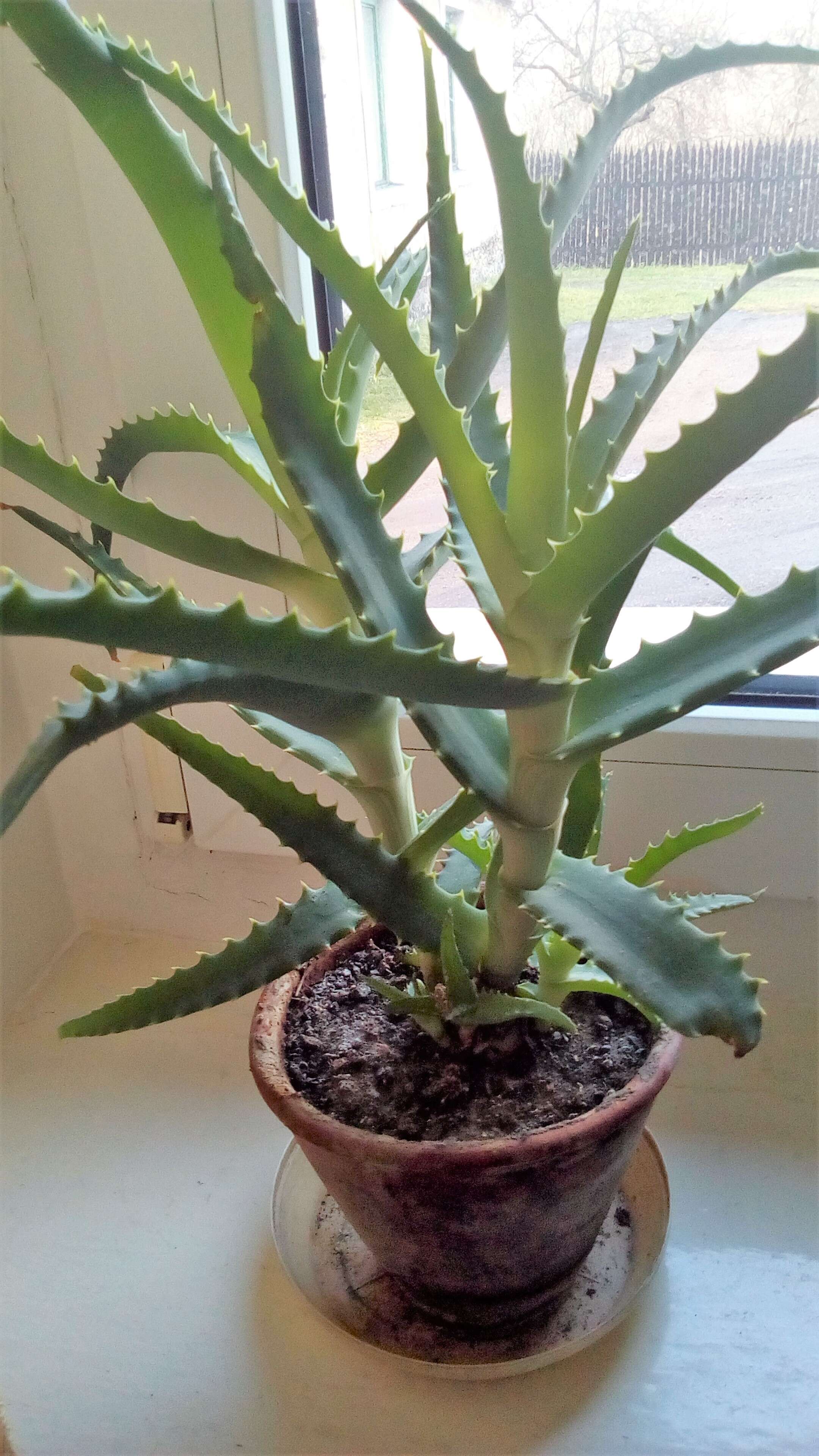 Image of candelabra aloe