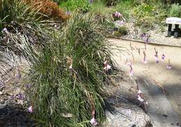 Image of Dierama pauciflorum N. E. Br.