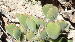 Image of Cotyledon tomentosa Harv.