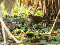 Image of Moustached Warbler