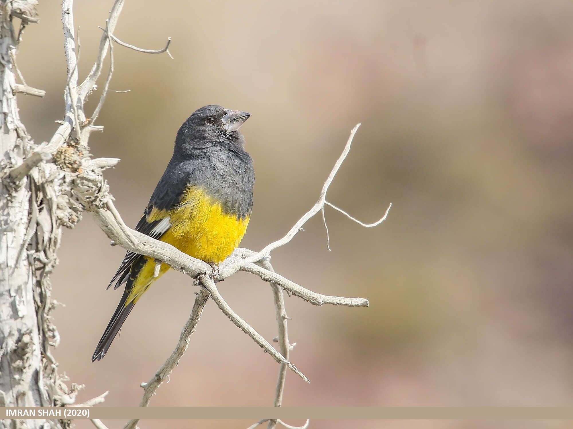 Image of White-winged Grosbeak