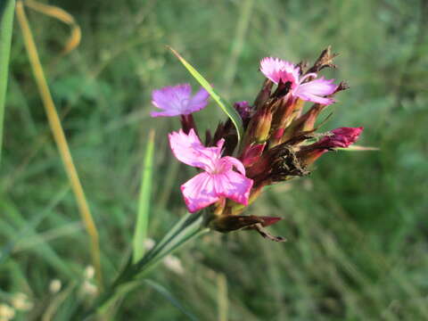 Image of carthusian pink