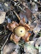 Plancia ëd Geastrum triplex Jungh. 1840