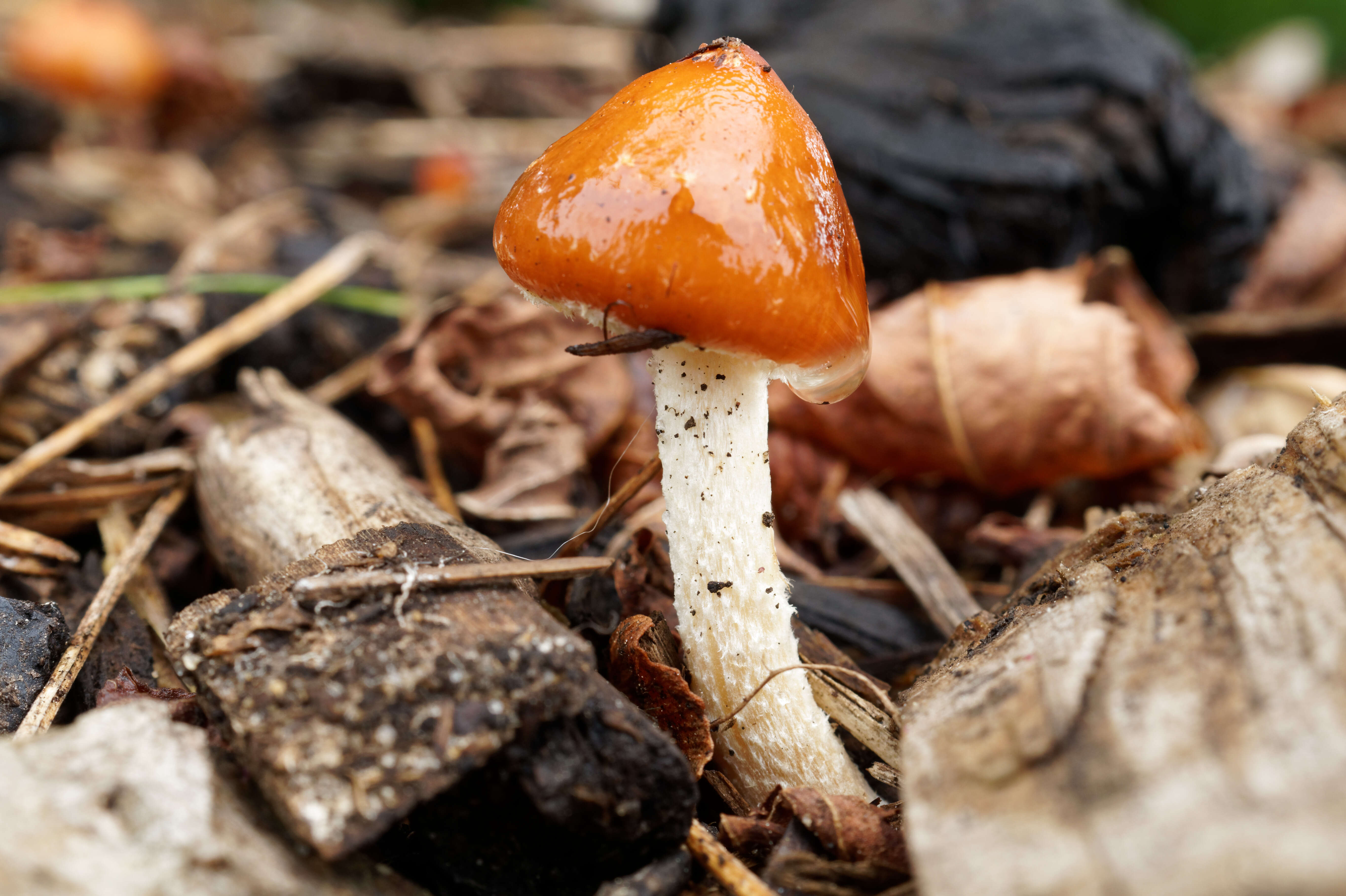 Image of Leratiomyces ceres (Cooke & Massee) Spooner & Bridge 2008