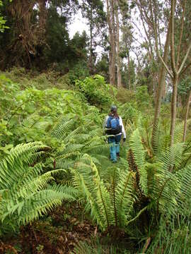 Image of alpine woodfern