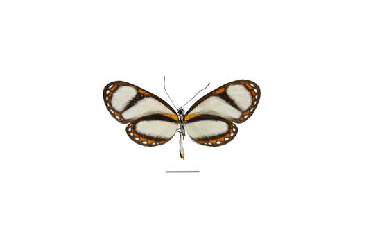 Image of Ithomia amarilla Haensch 1903