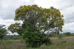 Image of African weeping-wattle