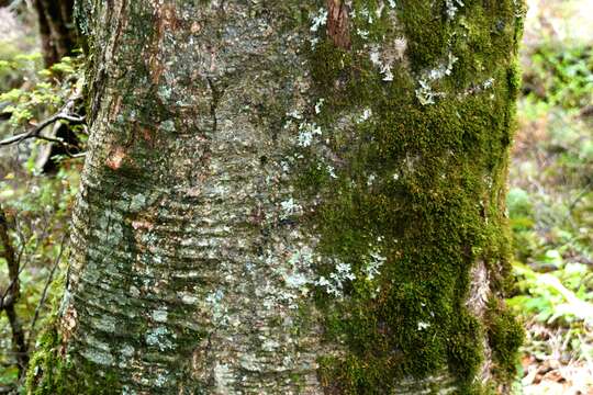 Image of Silver beech