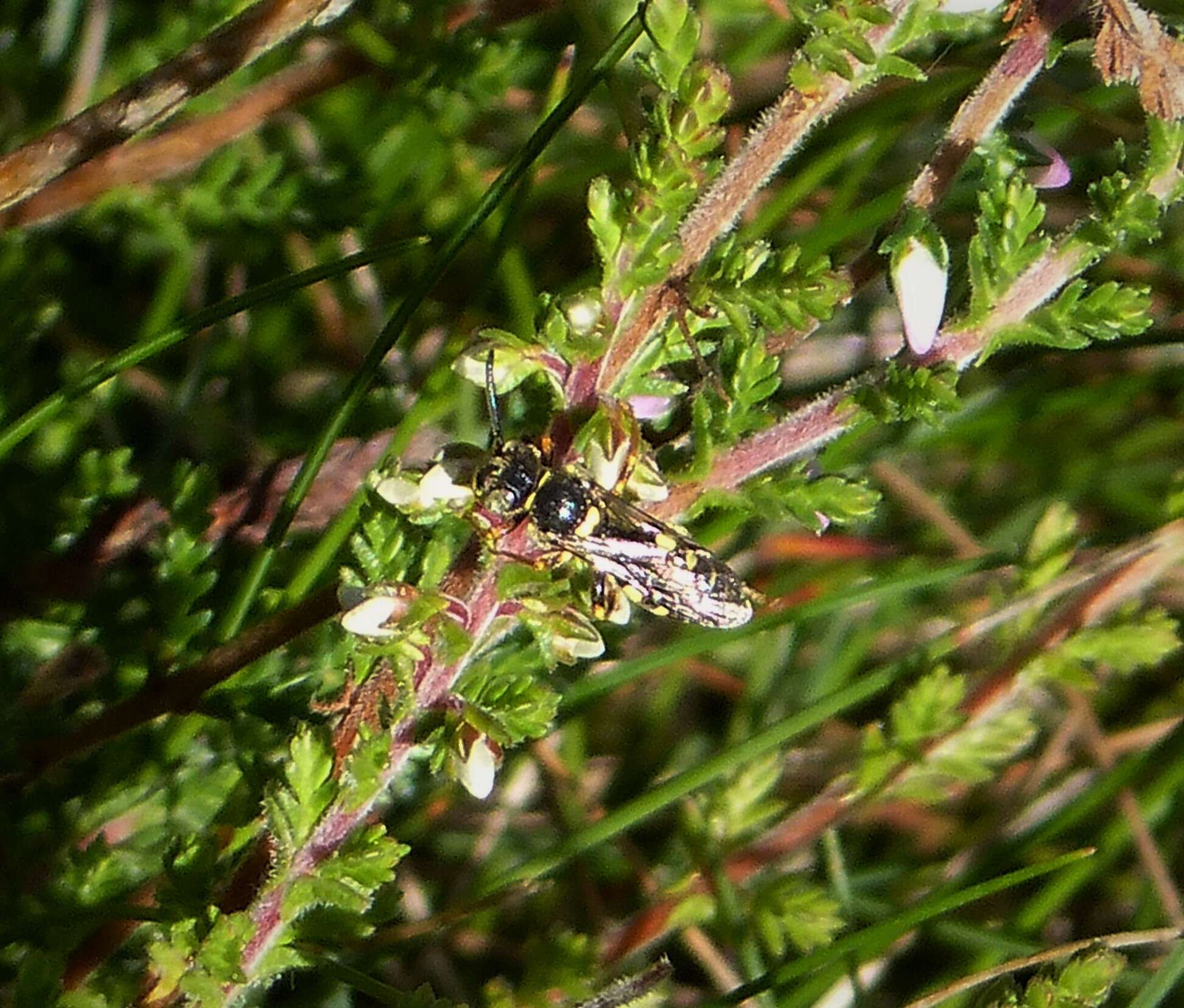 Imagem de Nomada rufipes Fabricius 1793