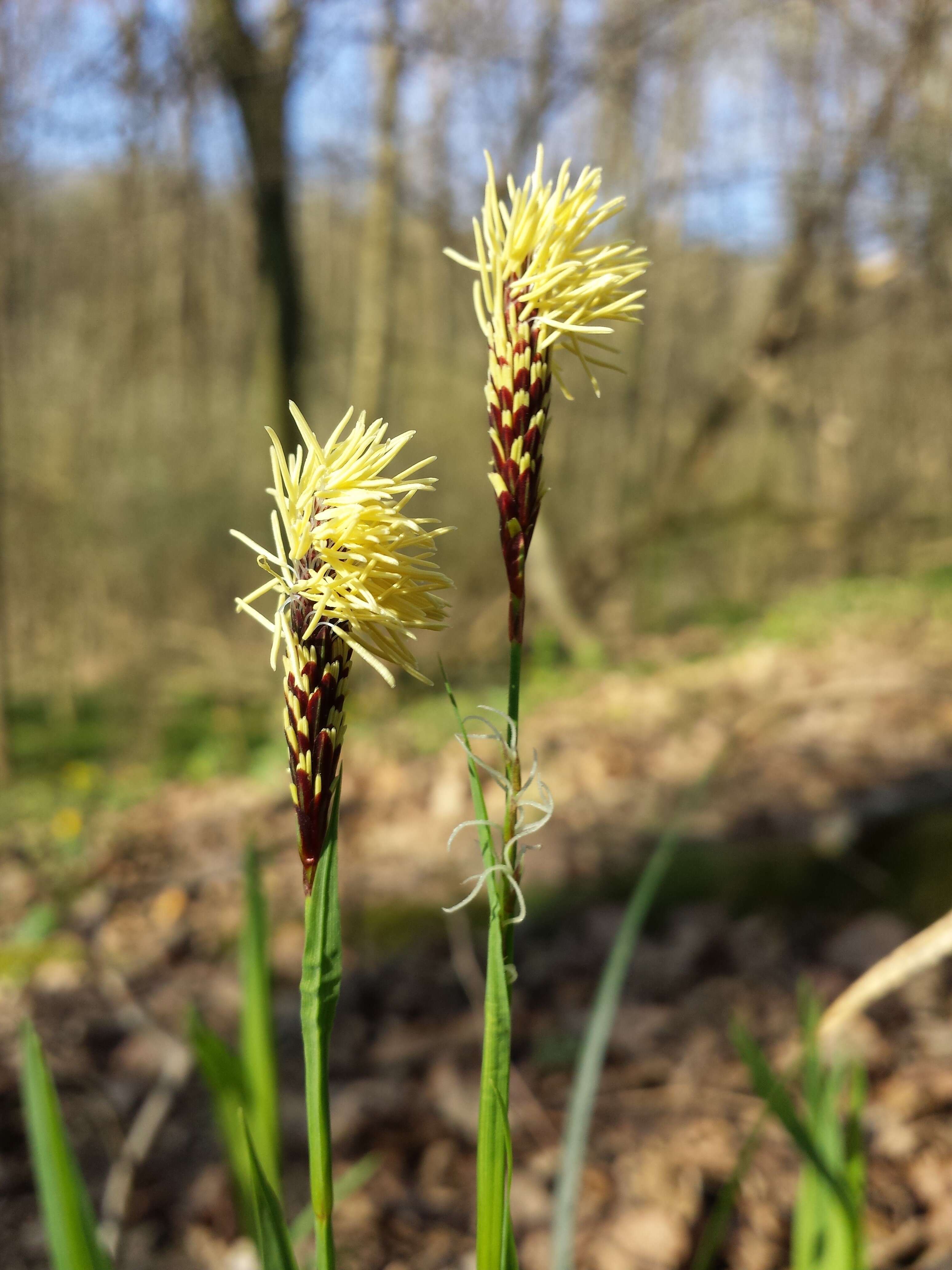 Image of Carex pilosa Scop.