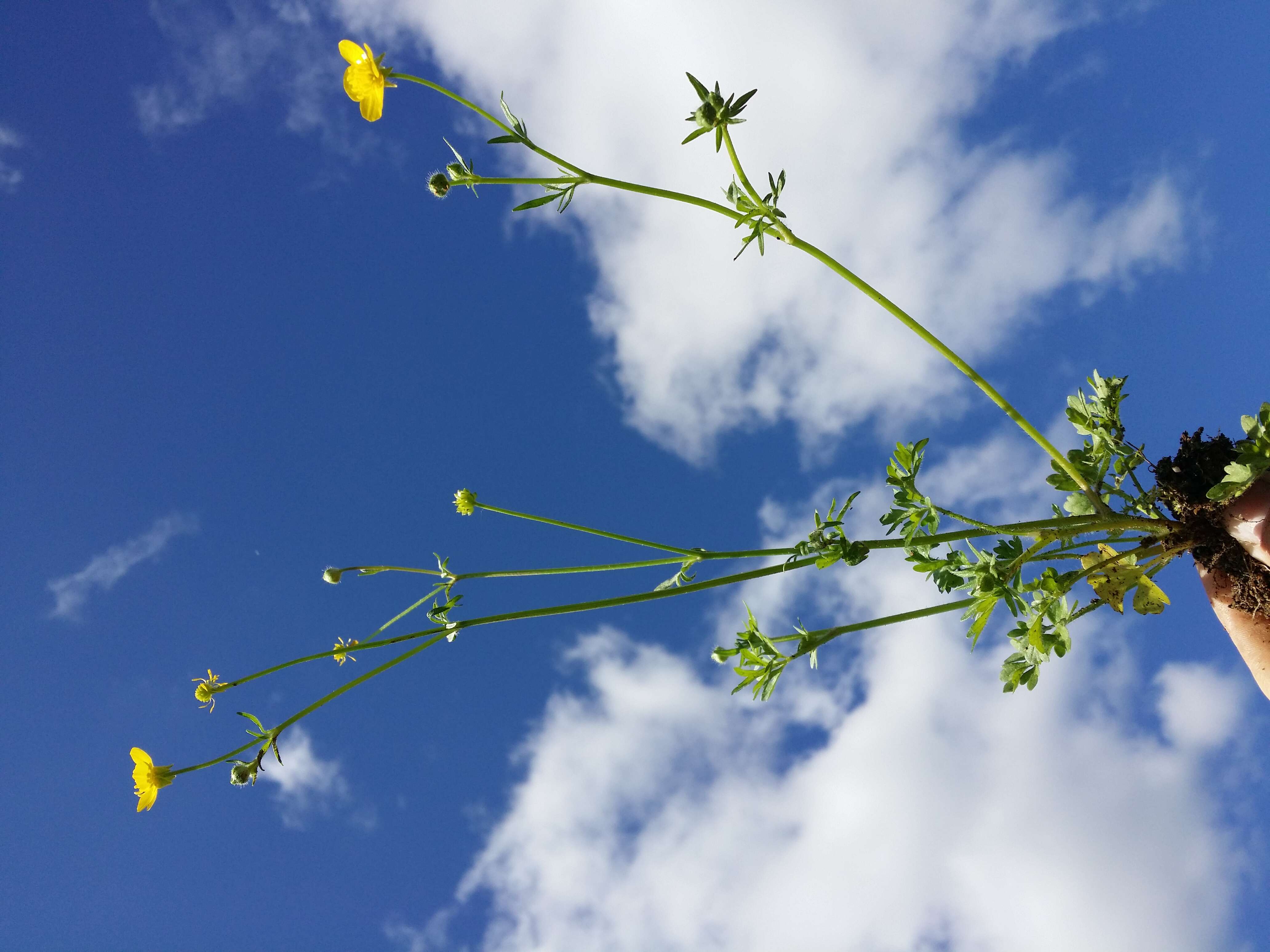 Image of hairy buttercup