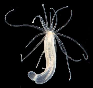 Image of Starlet Sea Anemone