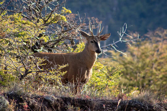 Image of Chilean Guemal