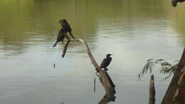 Image of Neotropic Cormorant