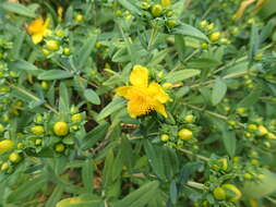 Image of Kalm's St. John's wort