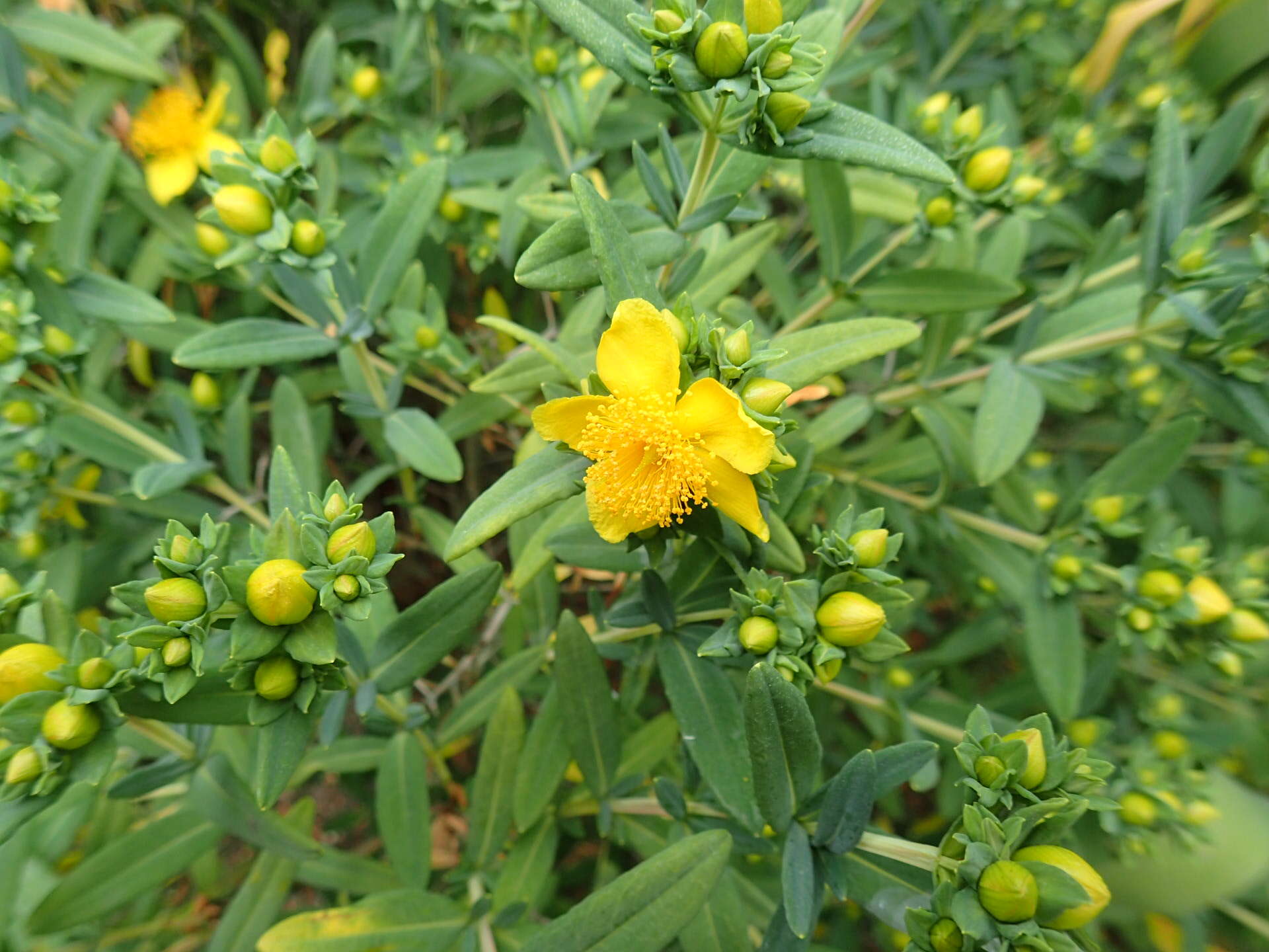 Image of Kalm's St. John's wort