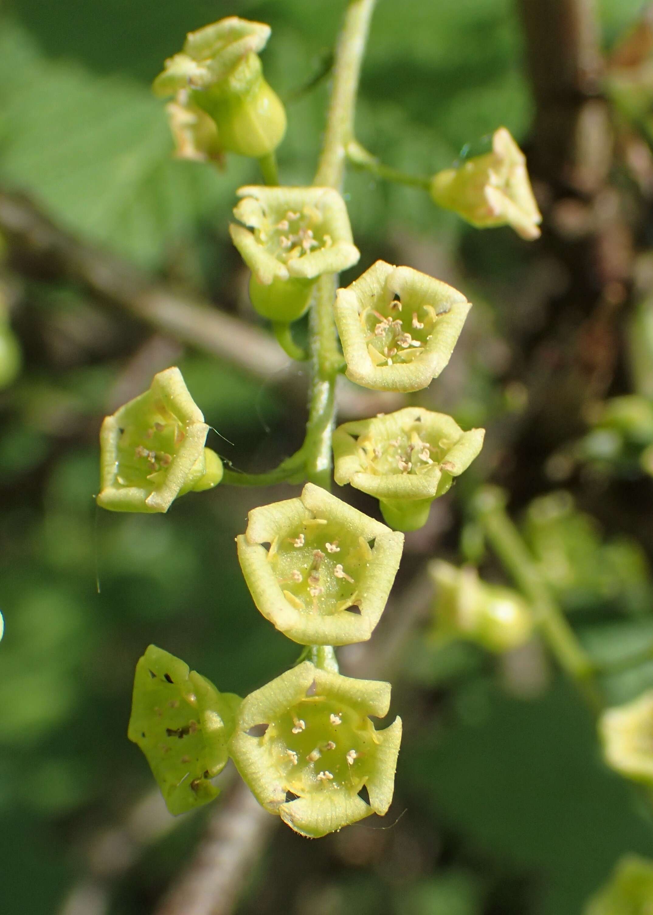 Image of Black Currant