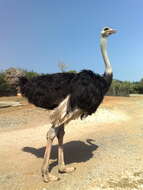 Image of ostriches