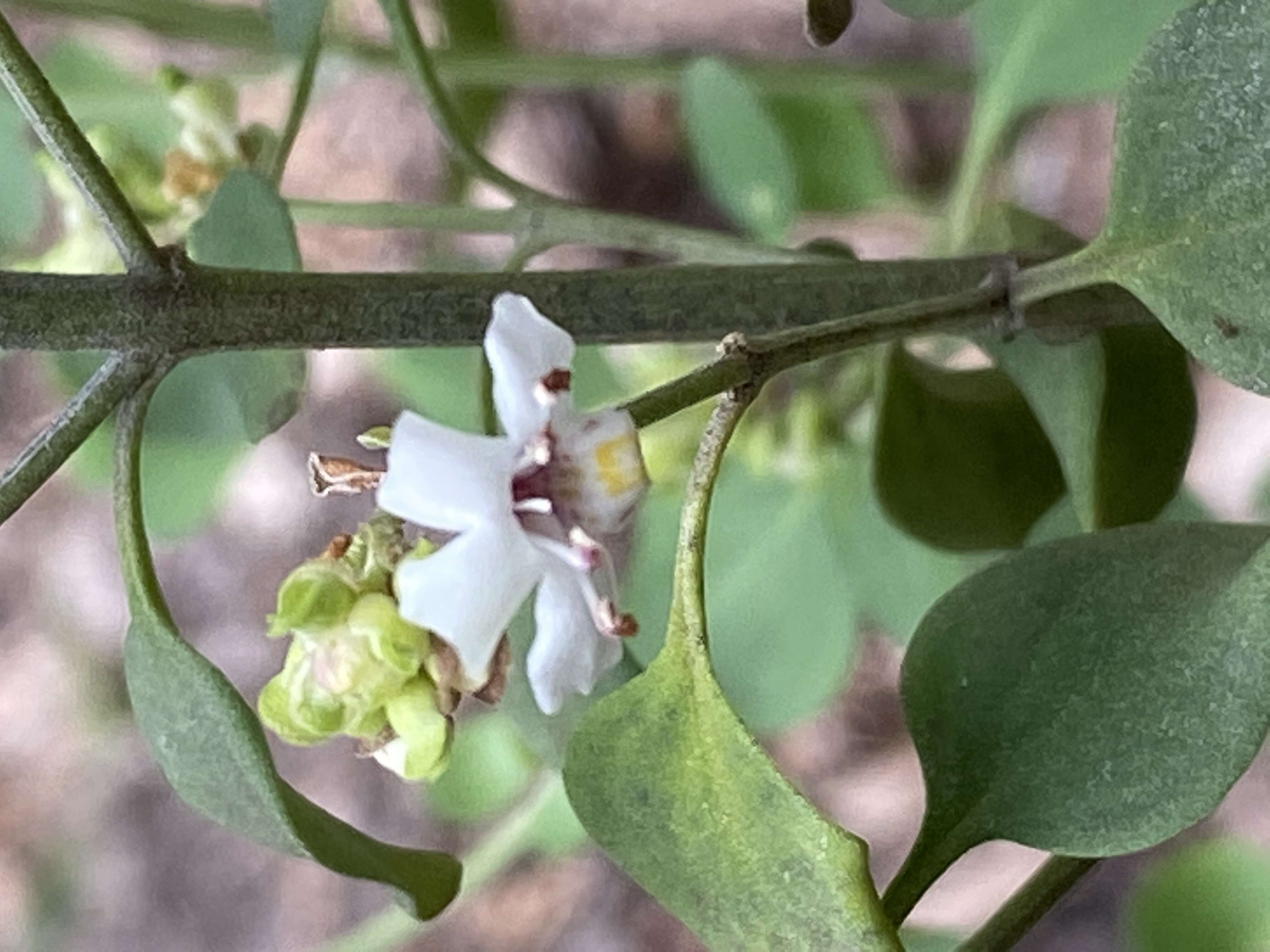 Image of Prostanthera cruciflora J. H. Willis