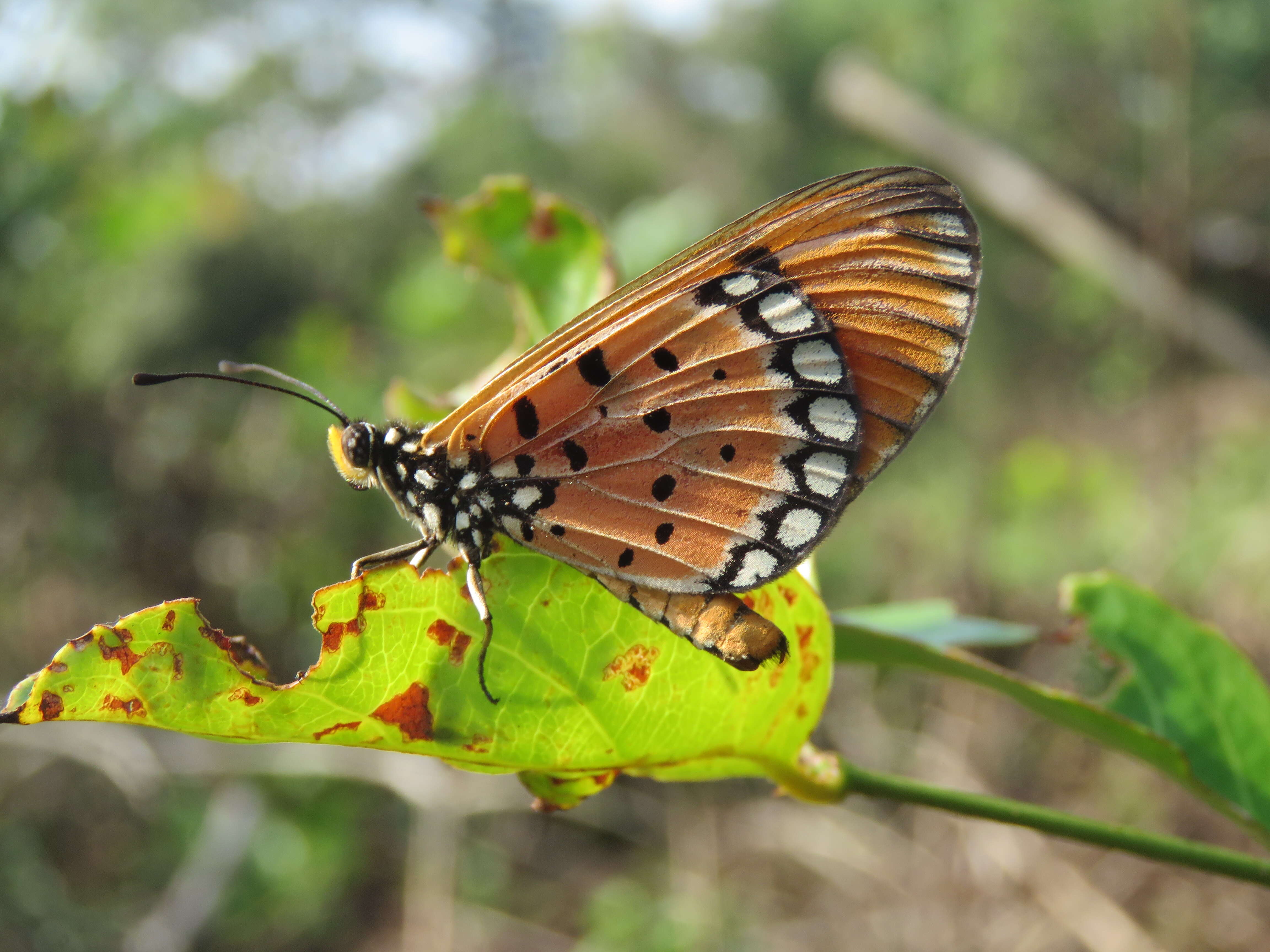 Image of Acraea terpsicore