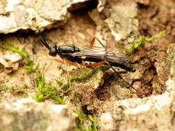 Image of xylophagid flies