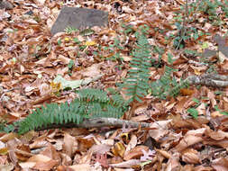 Image of Christmas fern