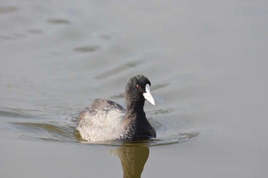 Image of Common Coot