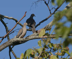 Image of American Mourning Dove