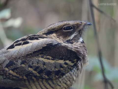 Image of Large-tailed Nightjar