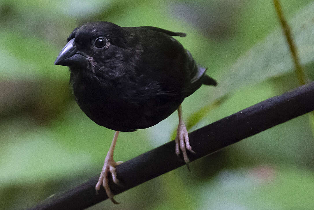 Image of St Lucia Black Finch