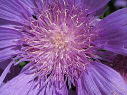 Image of Stokesia