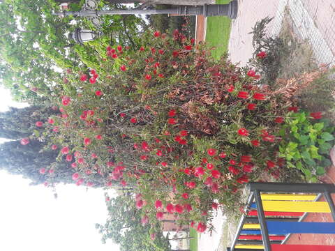 صورة Callistemon citrinus (Curtis) Skeels