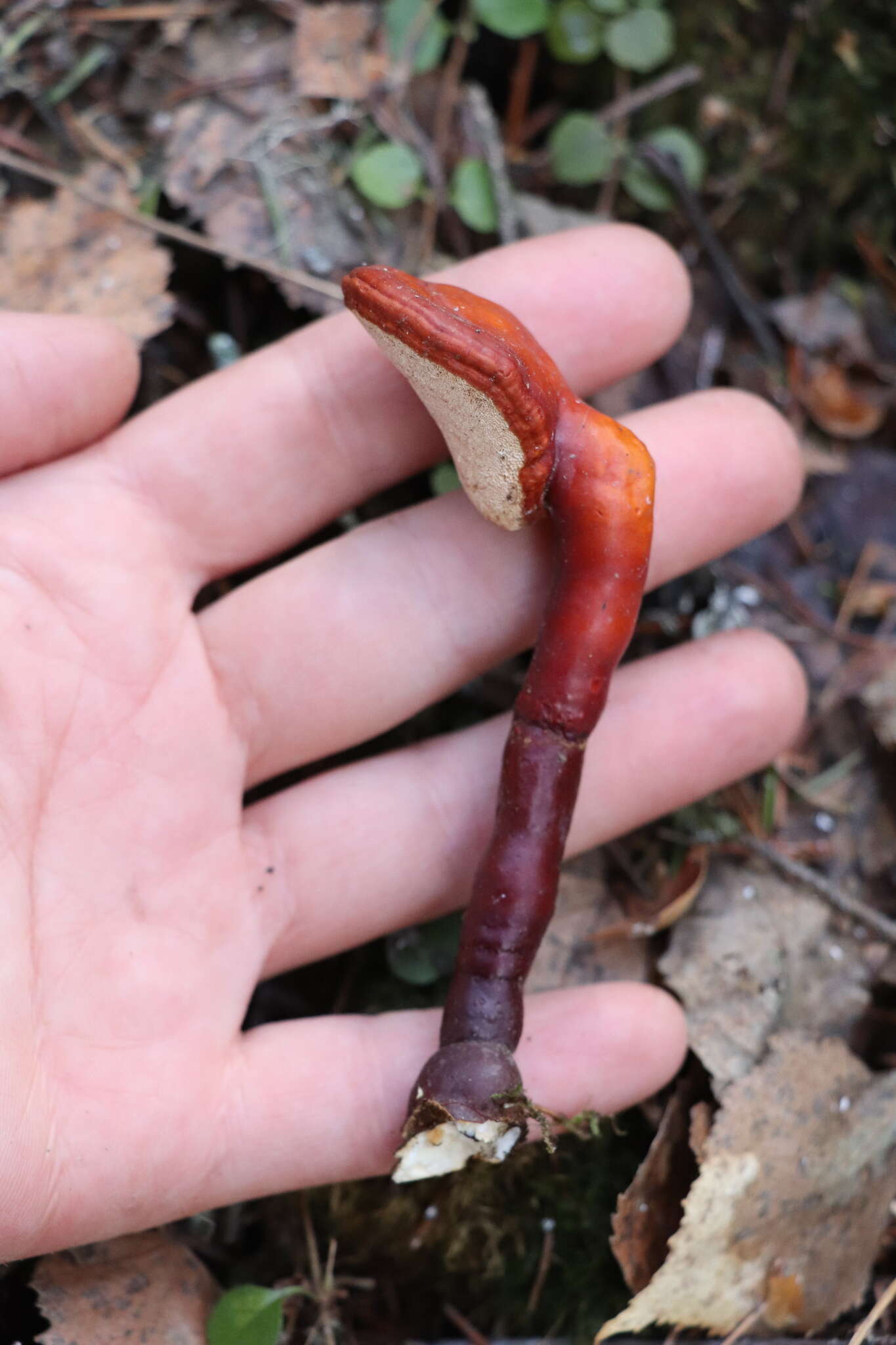 Image of lingzhi mushroom