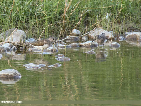 Image of Green Sandpiper