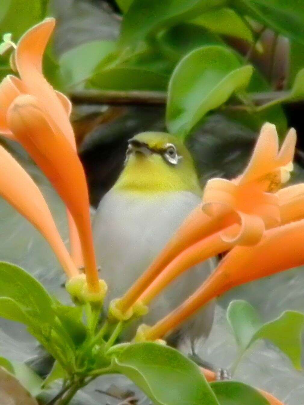 Image of Swinhoe's White-eye