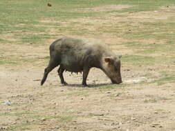 Image of Brown-speckled Sphaero