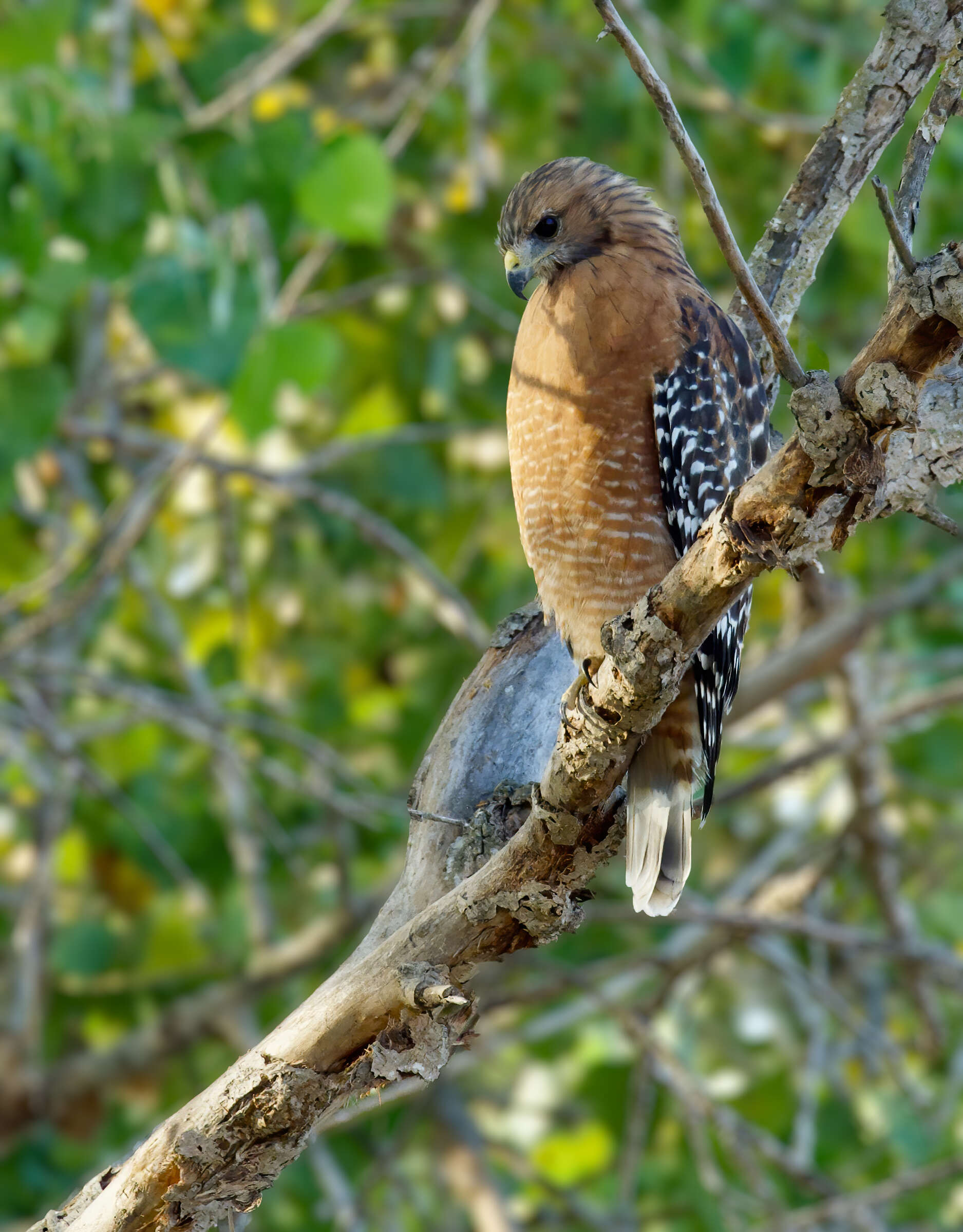 Image of Red-shouldered Hawk